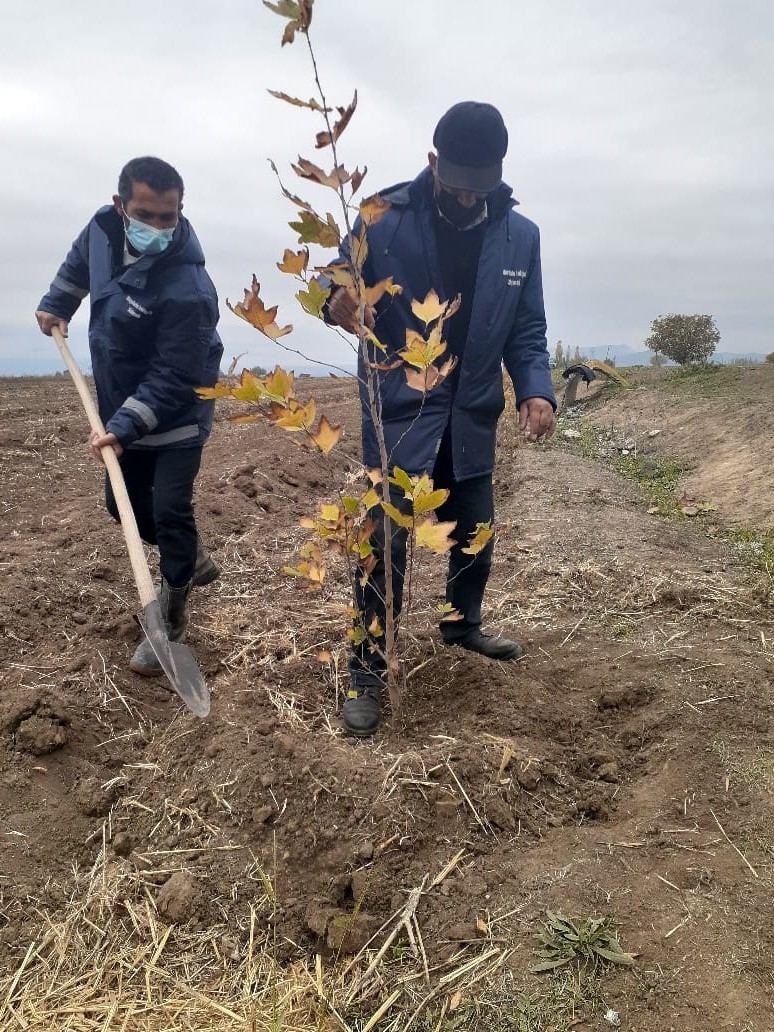 В Агдаме посадили около 1000 различных пород деревьев