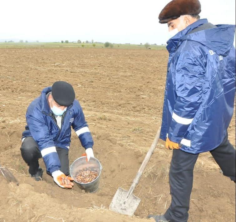 В Агдаме посадили около 1000 различных пород деревьев