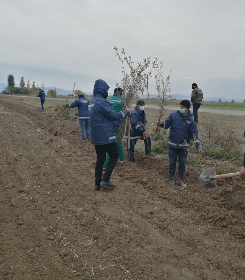 В Агдаме посадили около 1000 различных пород деревьев