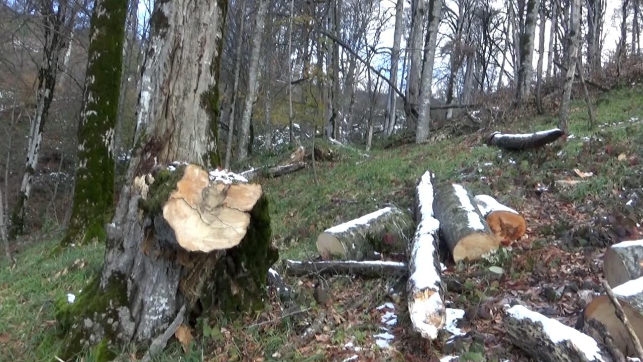 В Азербайджане задержали членов группировки, вырубающей ценные виды деревьев