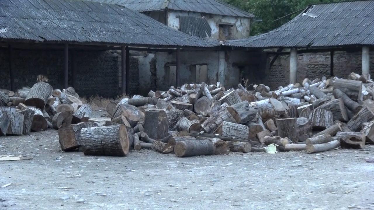 В Азербайджане задержали членов группировки, вырубающей ценные виды деревьев