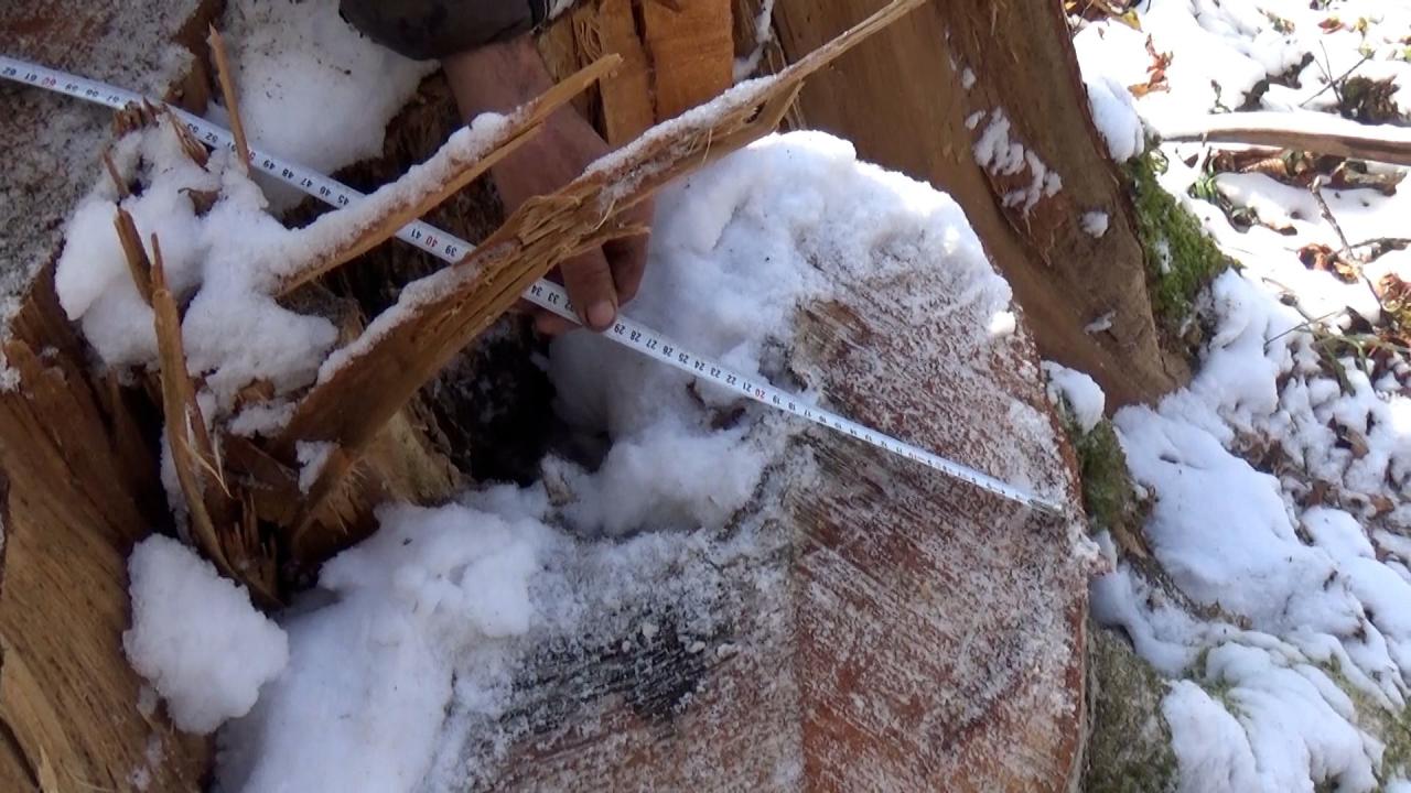В Азербайджане задержали членов группировки, вырубающей ценные виды деревьев