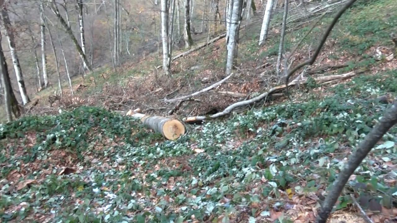 В Азербайджане задержали членов группировки, вырубающей ценные виды деревьев