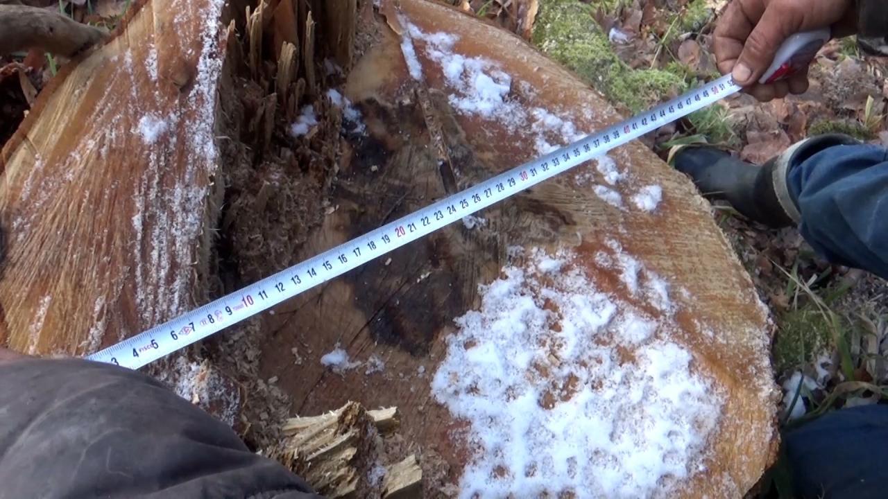 В Азербайджане задержали членов группировки, вырубающей ценные виды деревьев