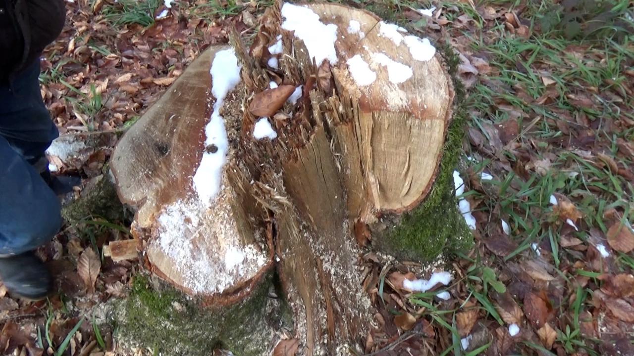 В Азербайджане задержали членов группировки, вырубающей ценные виды деревьев