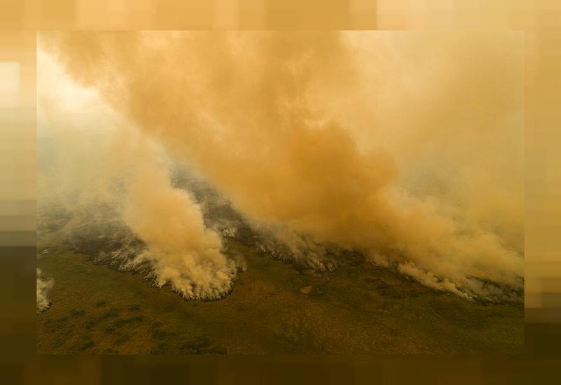 Вырубка дождевых лесов Амазонии достигла максимума за 12 лет