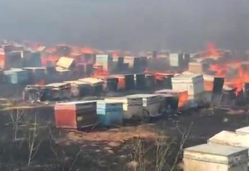 Армяне сожгли сотни ульев с пчелами, покидая Кельбаджар