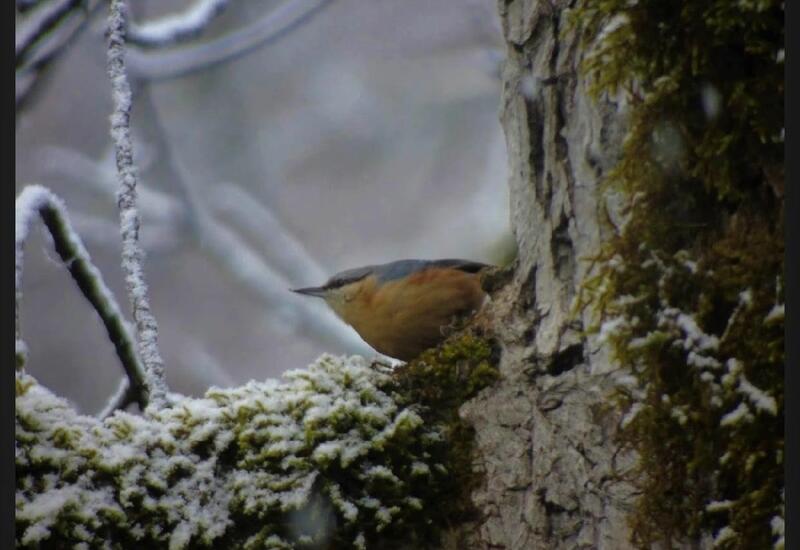 Вход в Гирканский национальный парк будет бесплатным