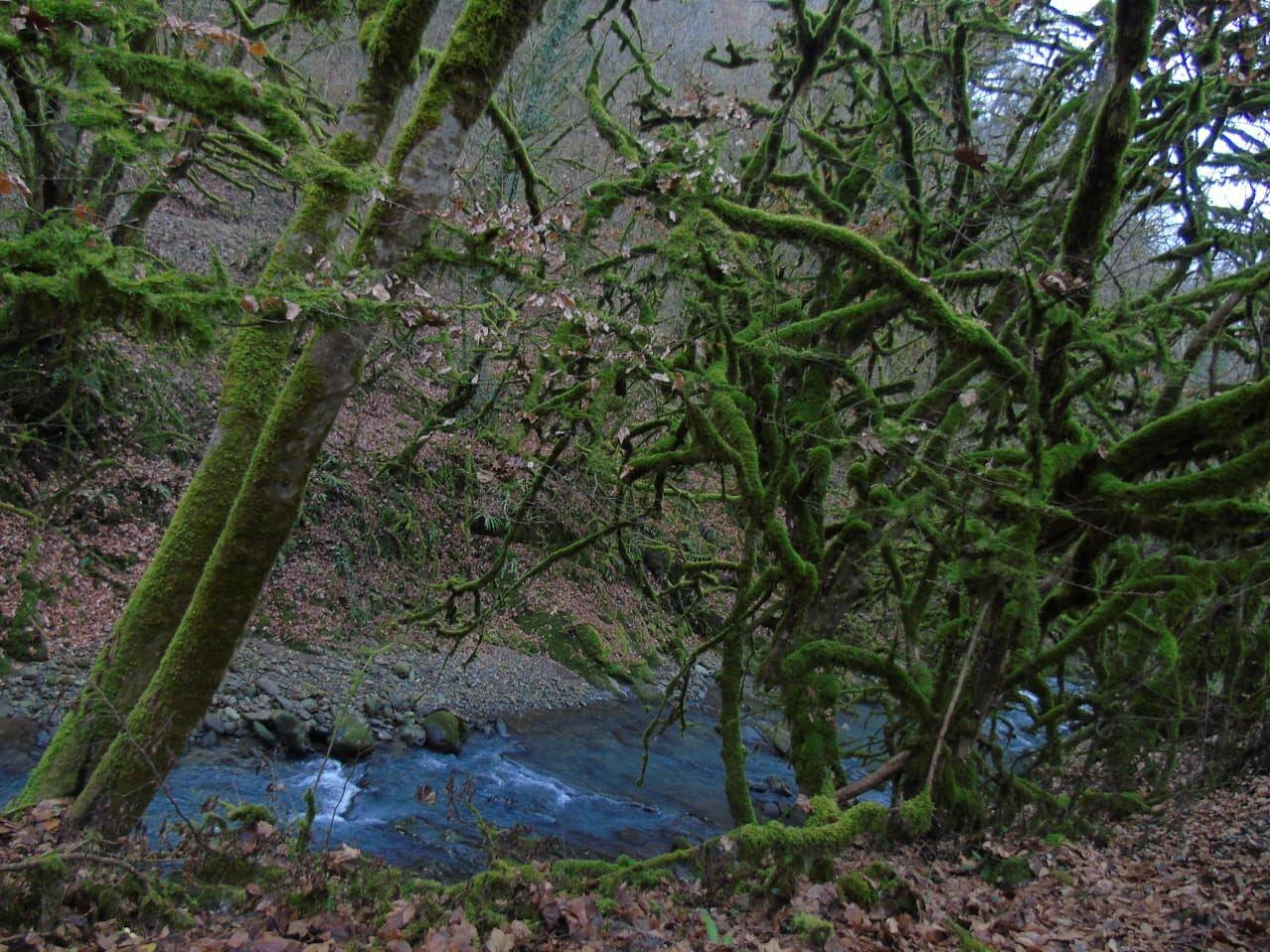 Вход в Гирканский национальный парк будет бесплатным