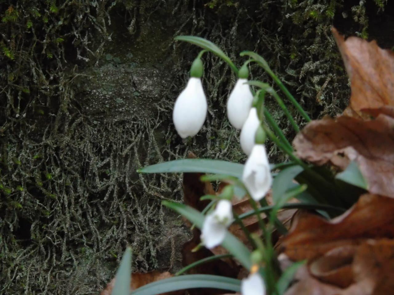 Вход в Гирканский национальный парк будет бесплатным