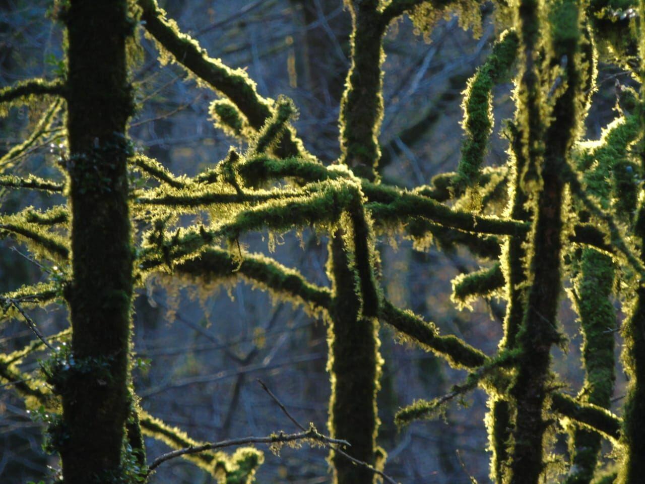 Вход в Гирканский национальный парк будет бесплатным