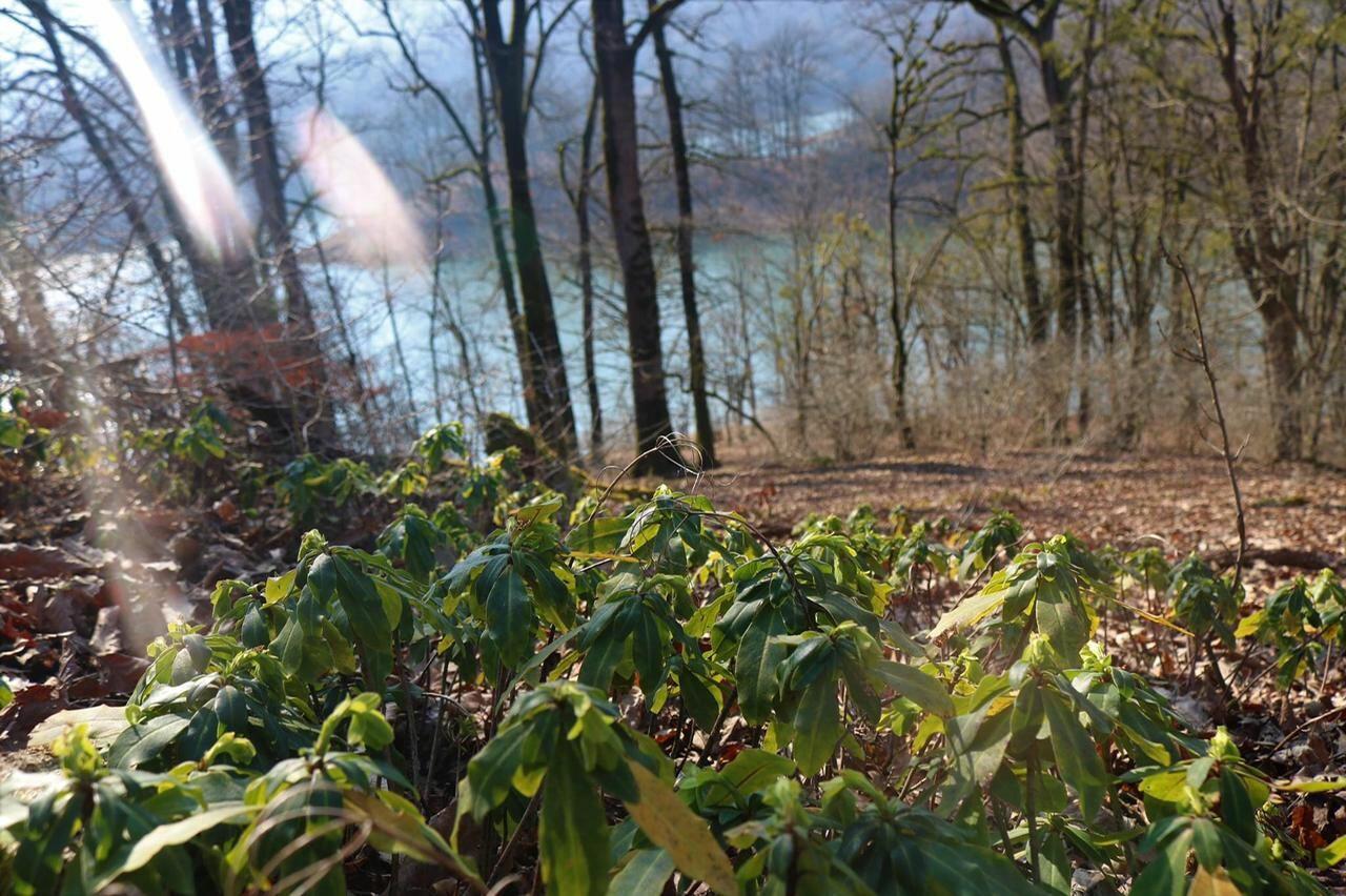 Вход в Гирканский национальный парк будет бесплатным