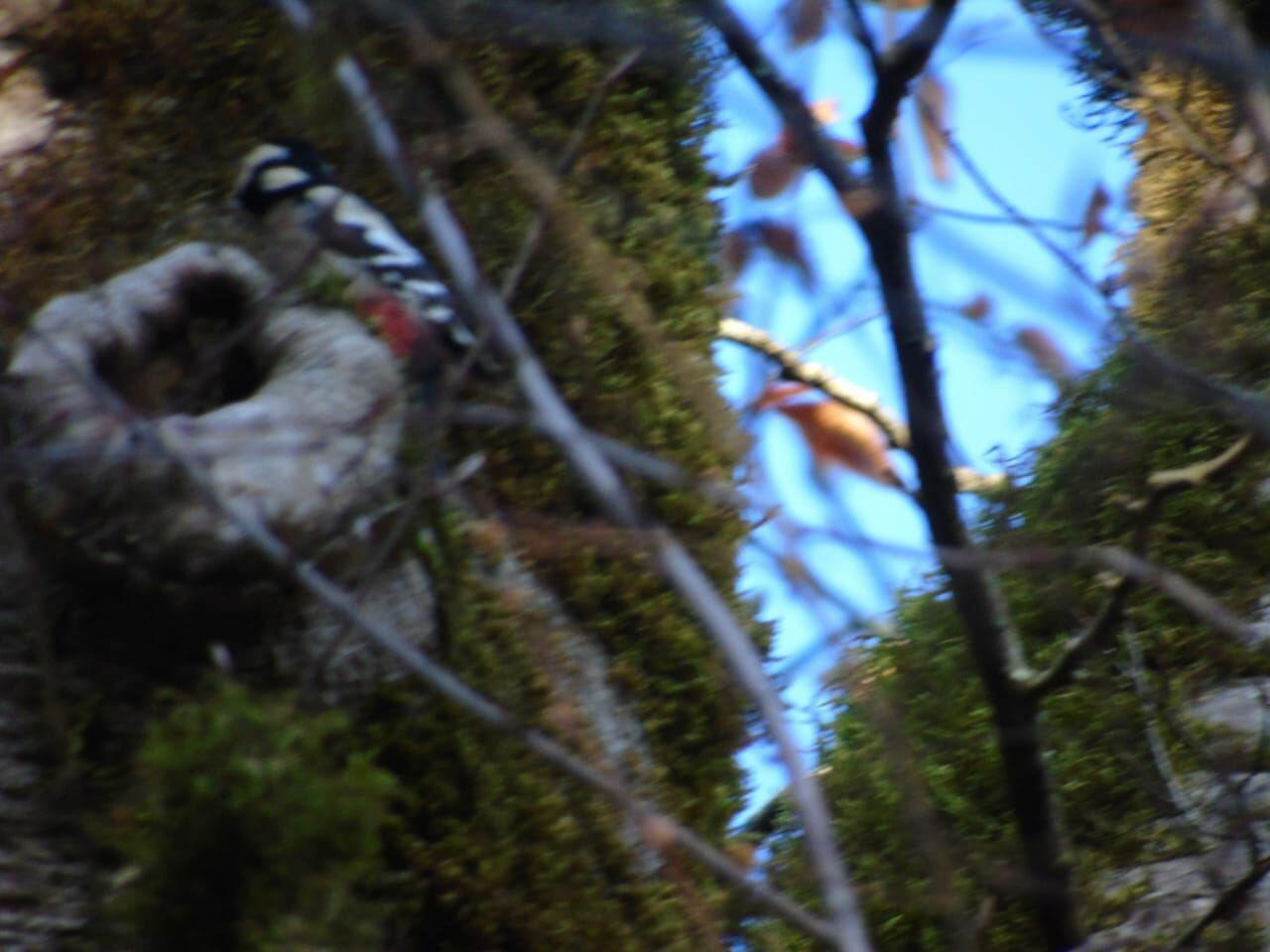 Вход в Гирканский национальный парк будет бесплатным