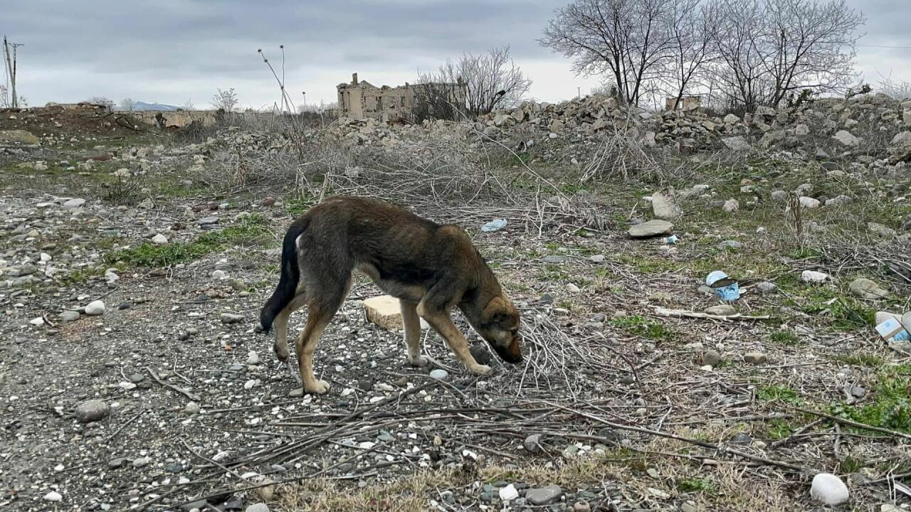 Не осталось ни одного уцелевшего здания