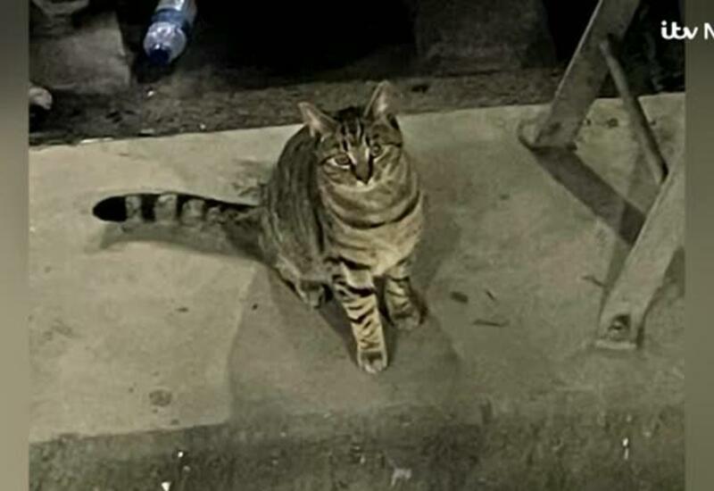 Скоростной поезд из Лондона задержали на 2,5 часа из-за упрямой кошки