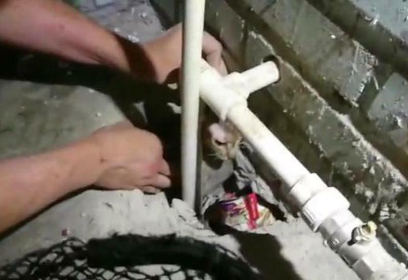 Трогательные кадры спасения кошки, которая 5 дней провела в бетонной плите