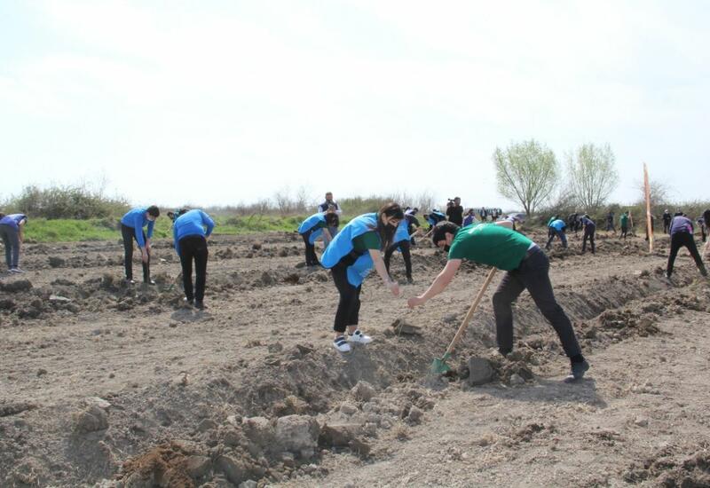 В Ширване посажено более 2 500 деревьев