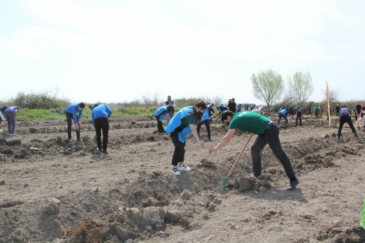 В Ширване посажено более 2 500 деревьев