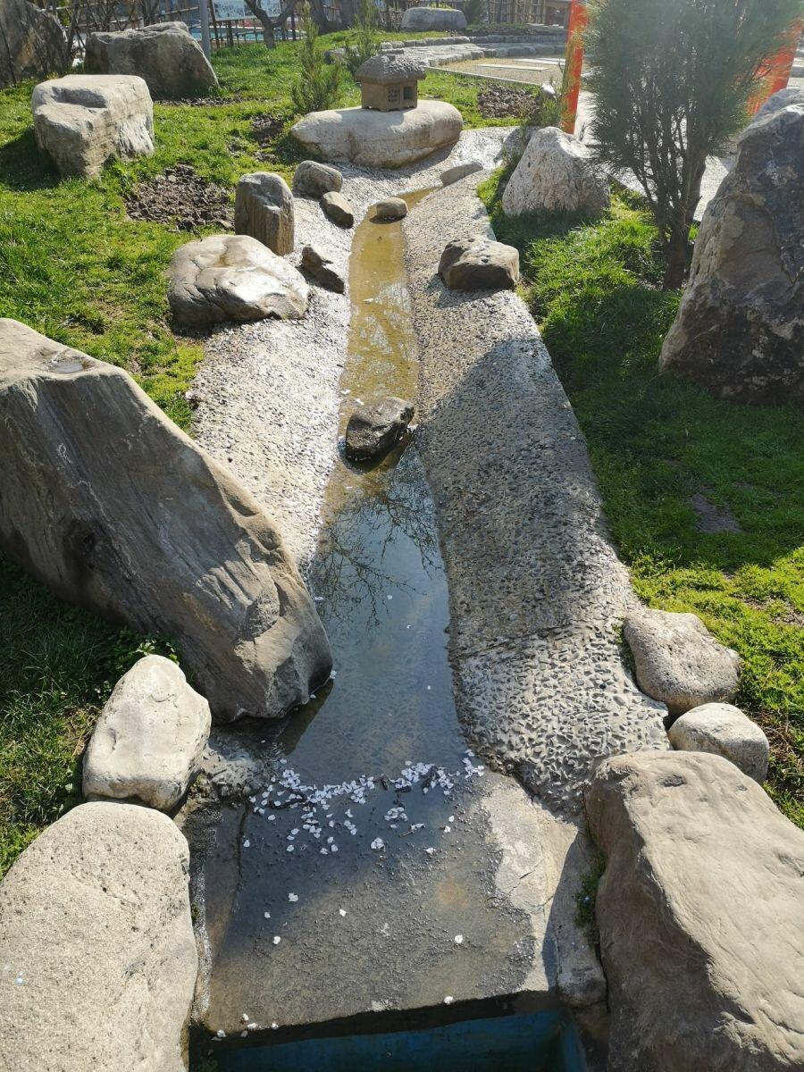 В Баку расцвела сакура