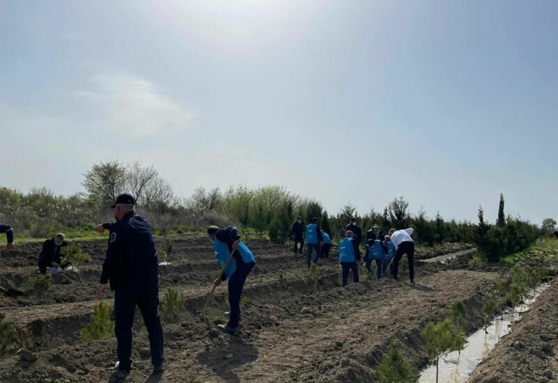 В Азербайджане продолжаются акции по посадке деревьев в рамках «Зеленого марафона»