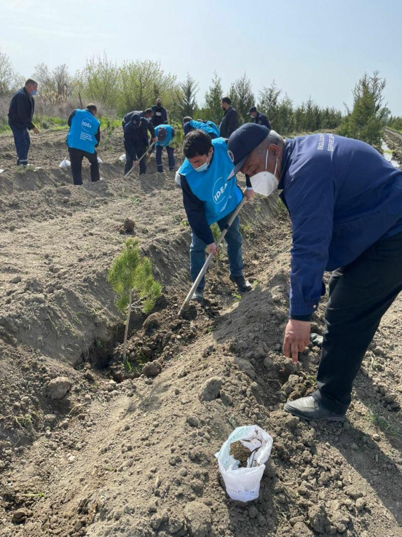 В Азербайджане продолжаются акции по посадке деревьев в рамках «Зеленого марафона»