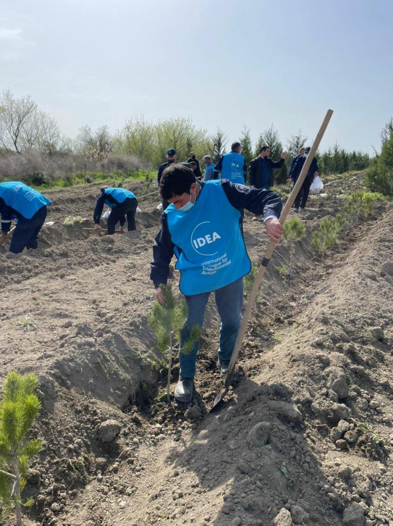 В Азербайджане продолжаются акции по посадке деревьев в рамках «Зеленого марафона»