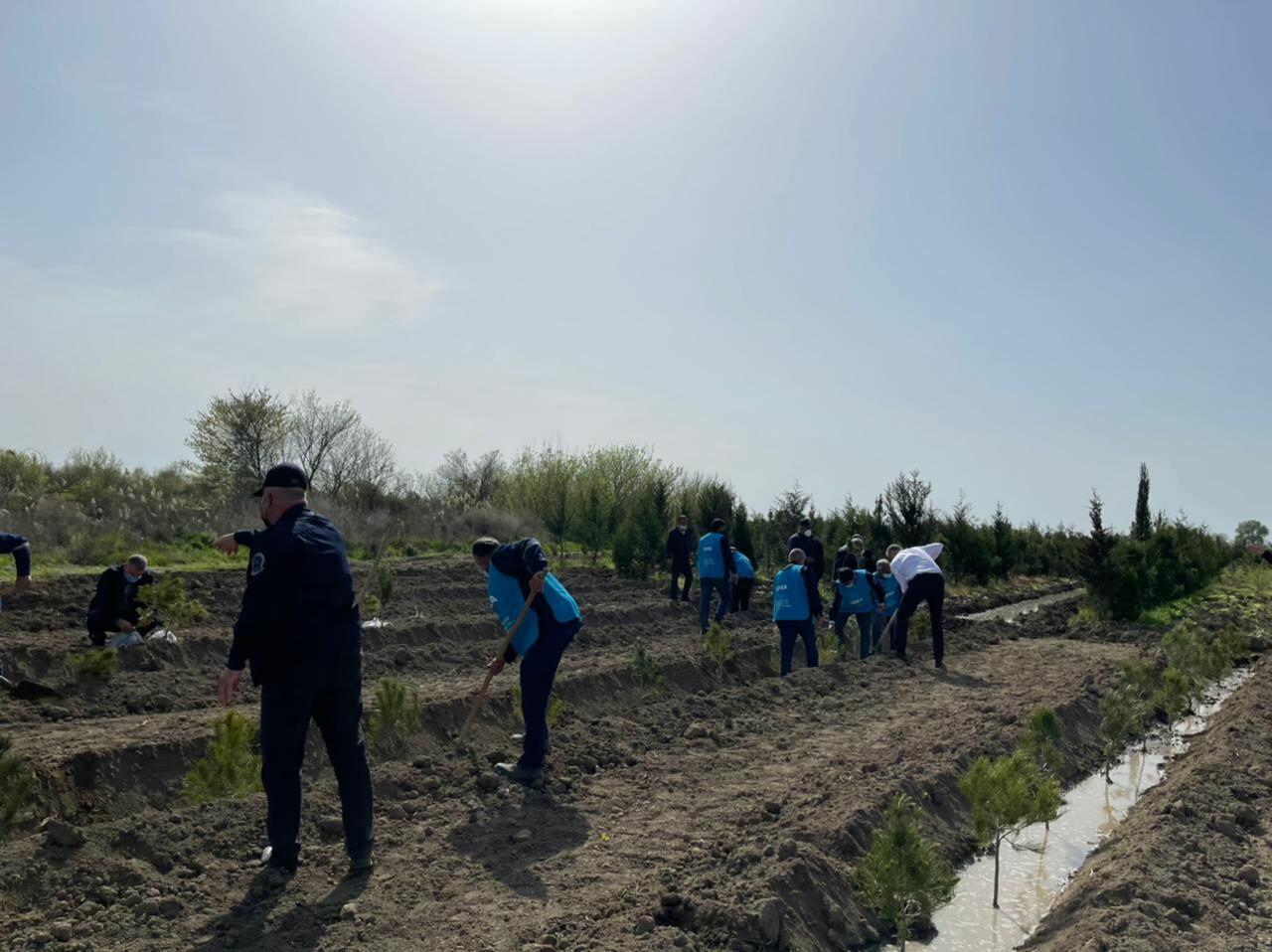 В Азербайджане продолжаются акции по посадке деревьев в рамках «Зеленого марафона»