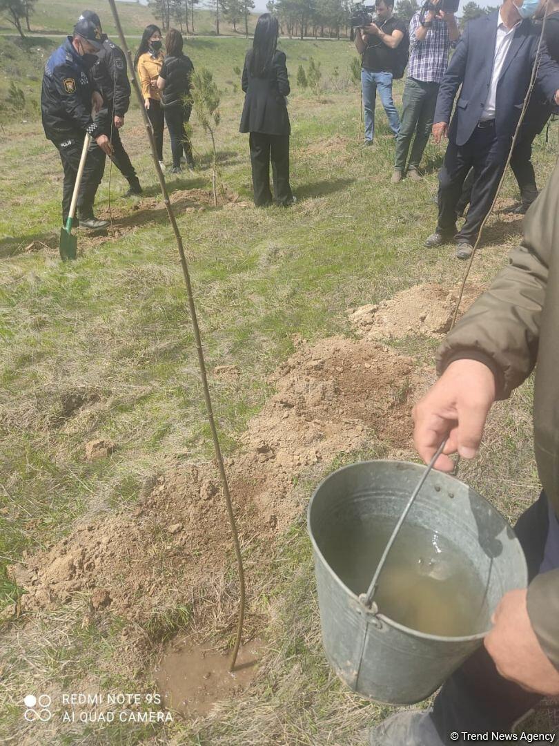 В Зангилане раньше росли густые леса