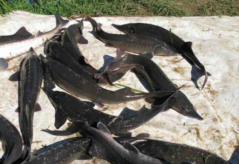 Запасы осетровых в Каспийском море сокращаются