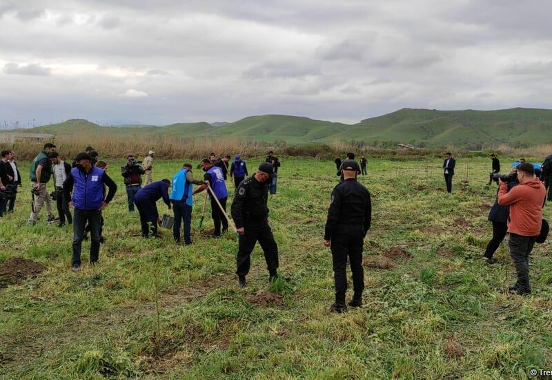 В Джебраиле и Губадлы посажено более 700 деревьев