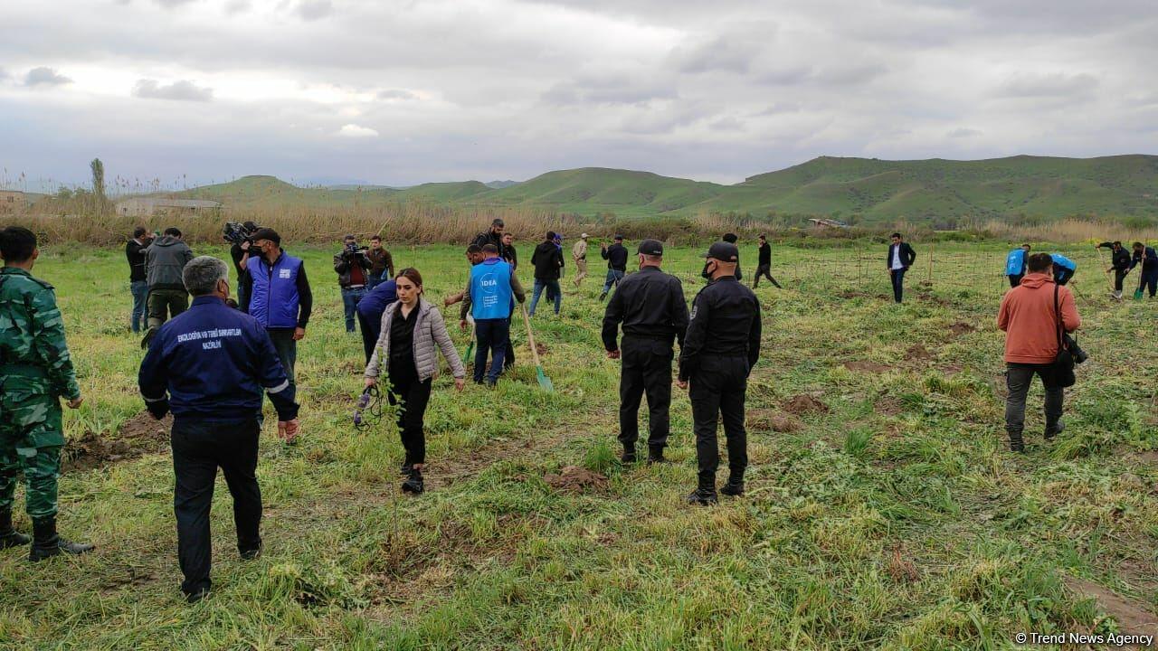 В Джебраиле и Губадлы посажено более 700 деревьев