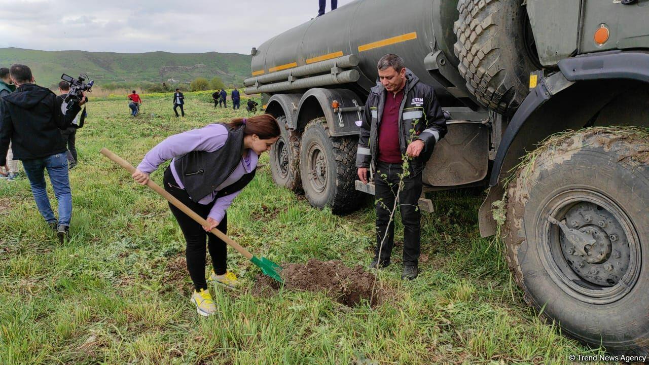В Джебраиле и Губадлы посажено более 700 деревьев
