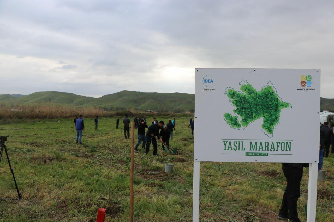 В рамках "Зеленого марафона" в Губадлинском районе посажено 750 деревьев