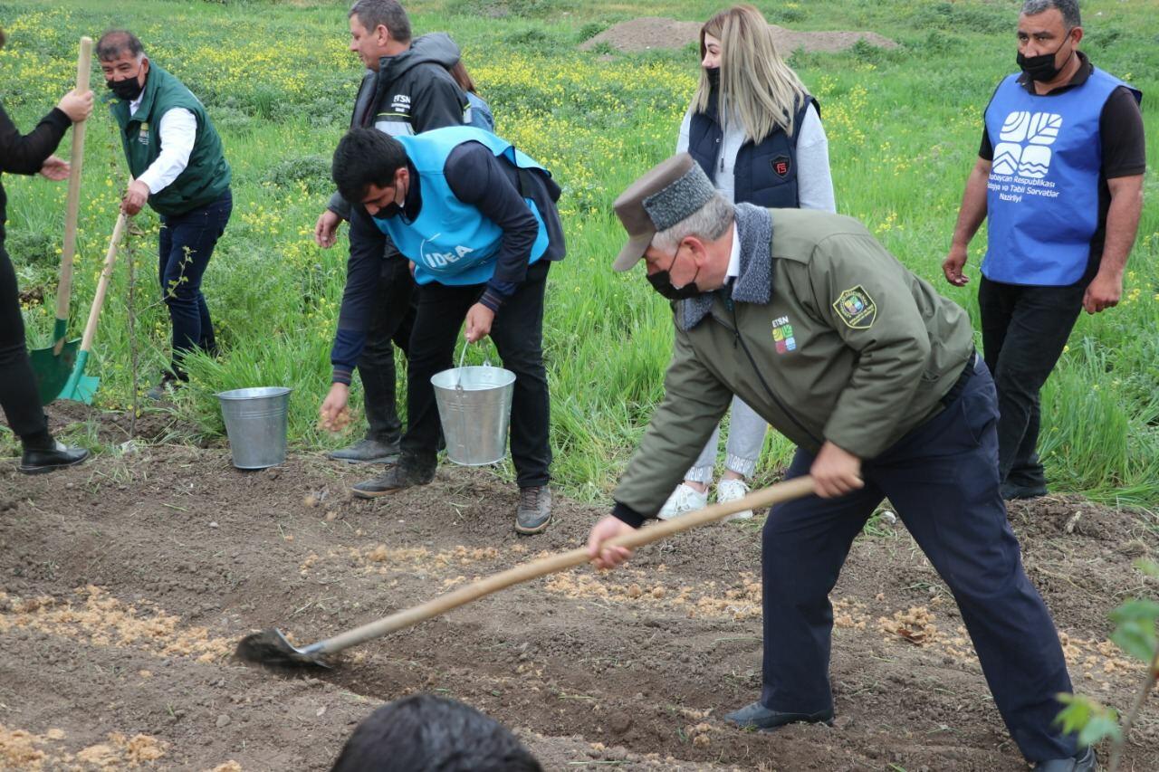 В рамках "Зеленого марафона" в Губадлинском районе посажено 750 деревьев