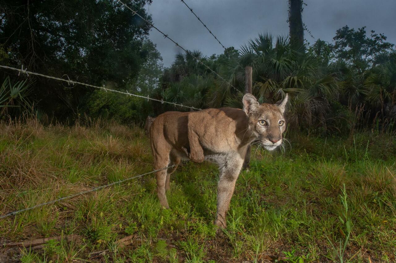 Названы победители конкурса World Press Photo
