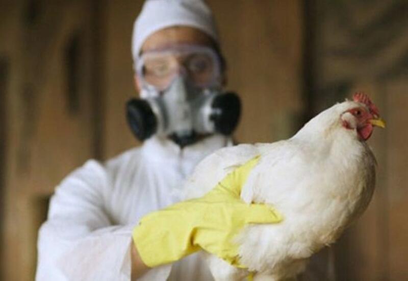 Азербайджан ввел ограничения на импорт продукции птицеводства из трех стран Европы