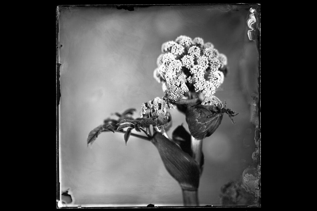 Объявлены победители Sony World Photography Awards