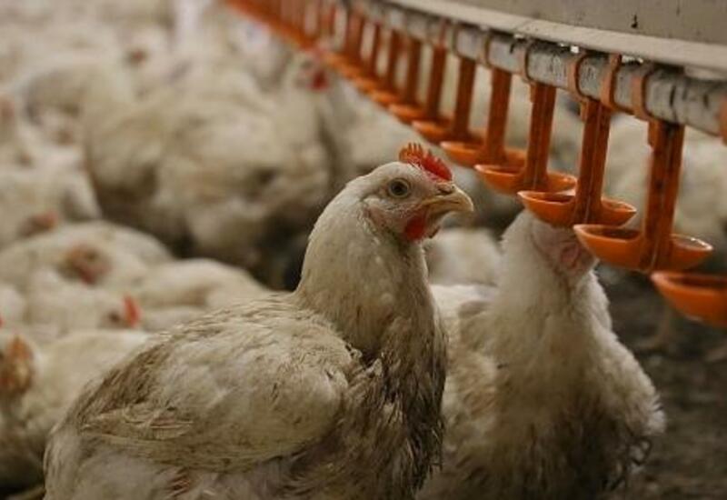 Ограничен импорт в Азербайджан мясной продукции из этих стран