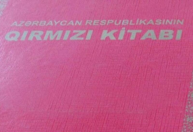 В Азербайджане обновляют «Красную книгу»