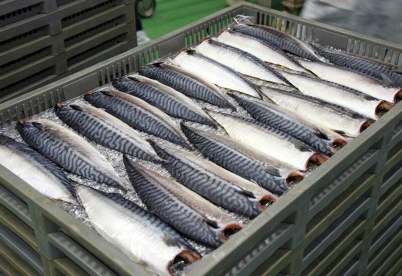 В Азербайджане запланирован рост производства рыбы и рыбной продукции