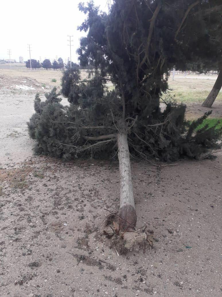 Сильный ветер повалил деревья в Баку