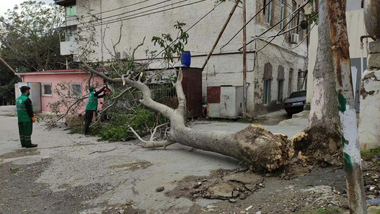 Сильный ветер повалил деревья в Баку