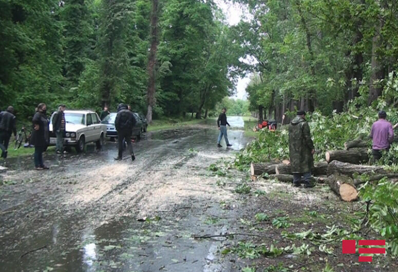 Сильный ветер повалил деревья в Балакенском и Загатальском районах