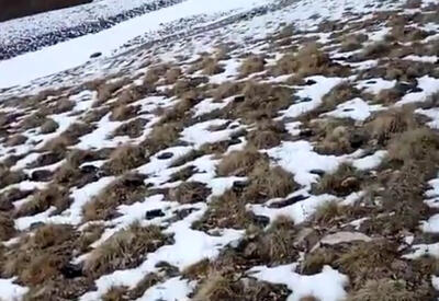 В горах Кельбаджара найдены сотни армянских мин - ВИДЕО