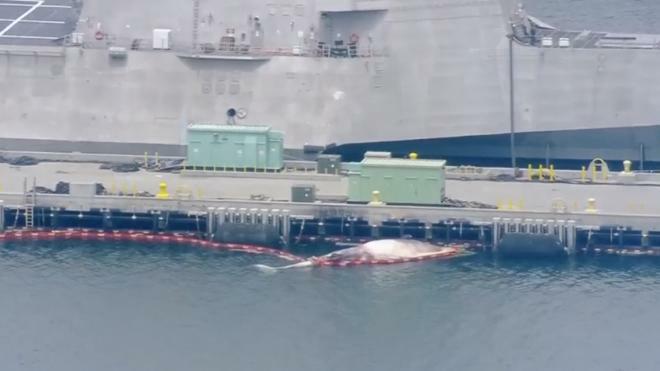 В Калифорнии два редких кита погибли под винтом эсминца ВМС Австралии