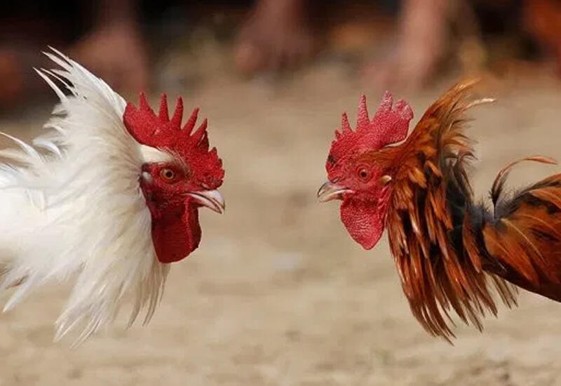 «Петух» «петуха» видит издалека: