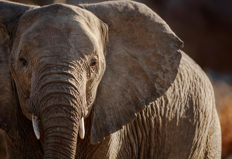 Разгромившее деревни стадо сбежавших слонов приблизилось к крупному китайскому городу