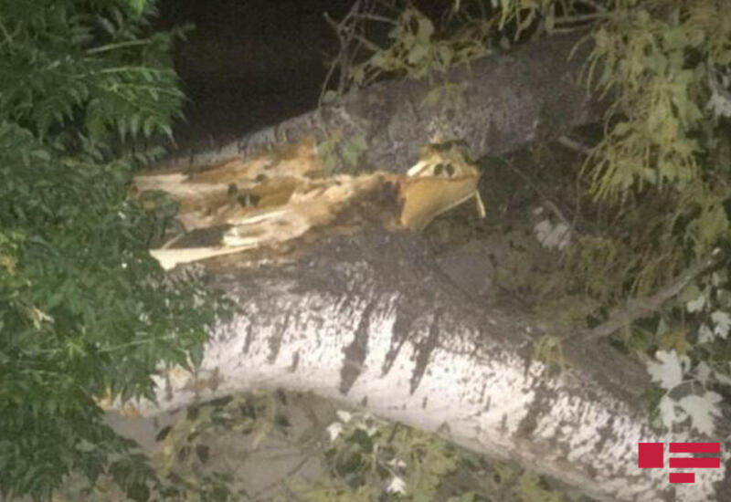 Сильный ветер повалил деревья в Мингячевире