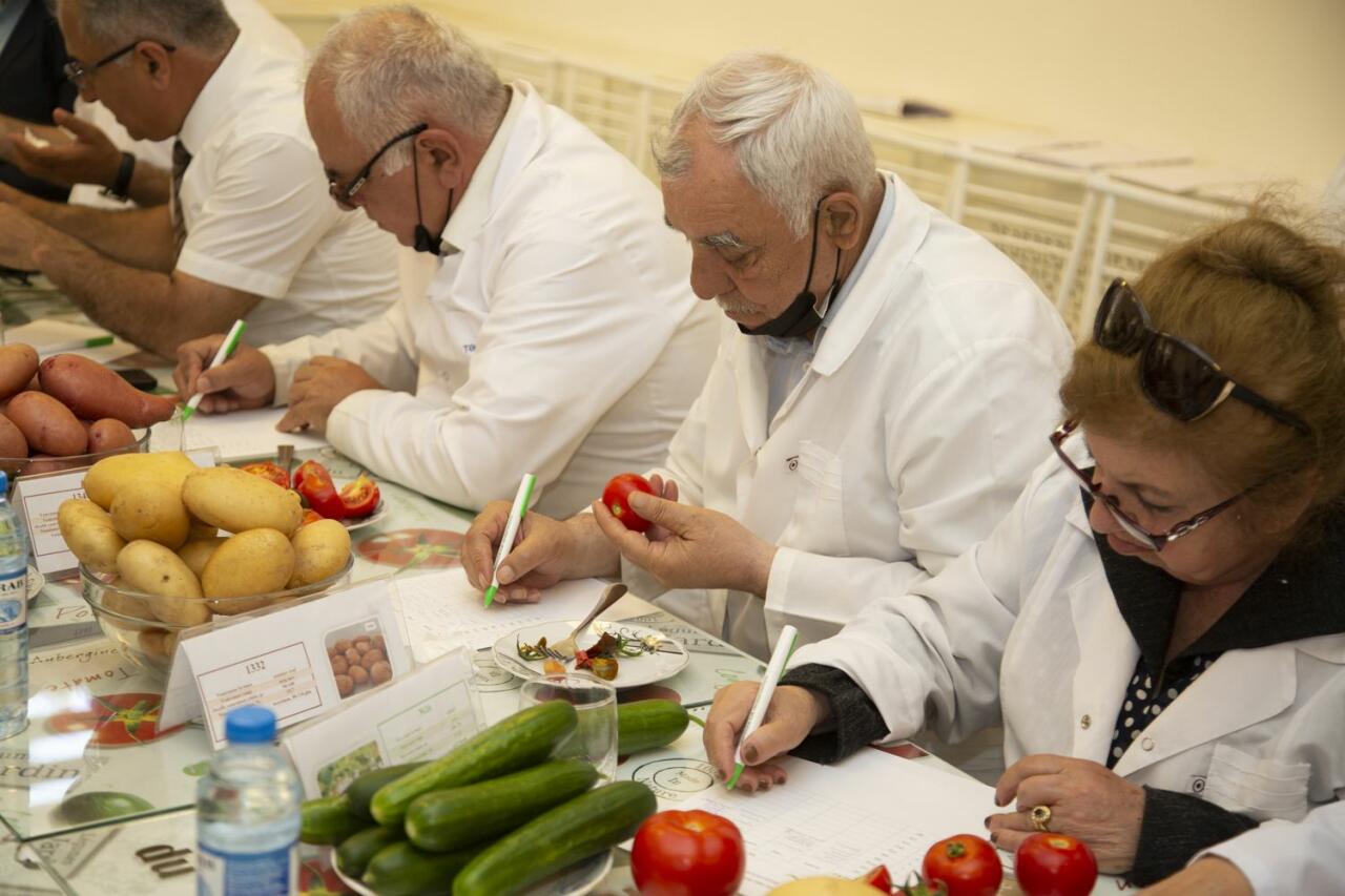 Azərbaycanda yeni tərəvəz növləri yaradılıb