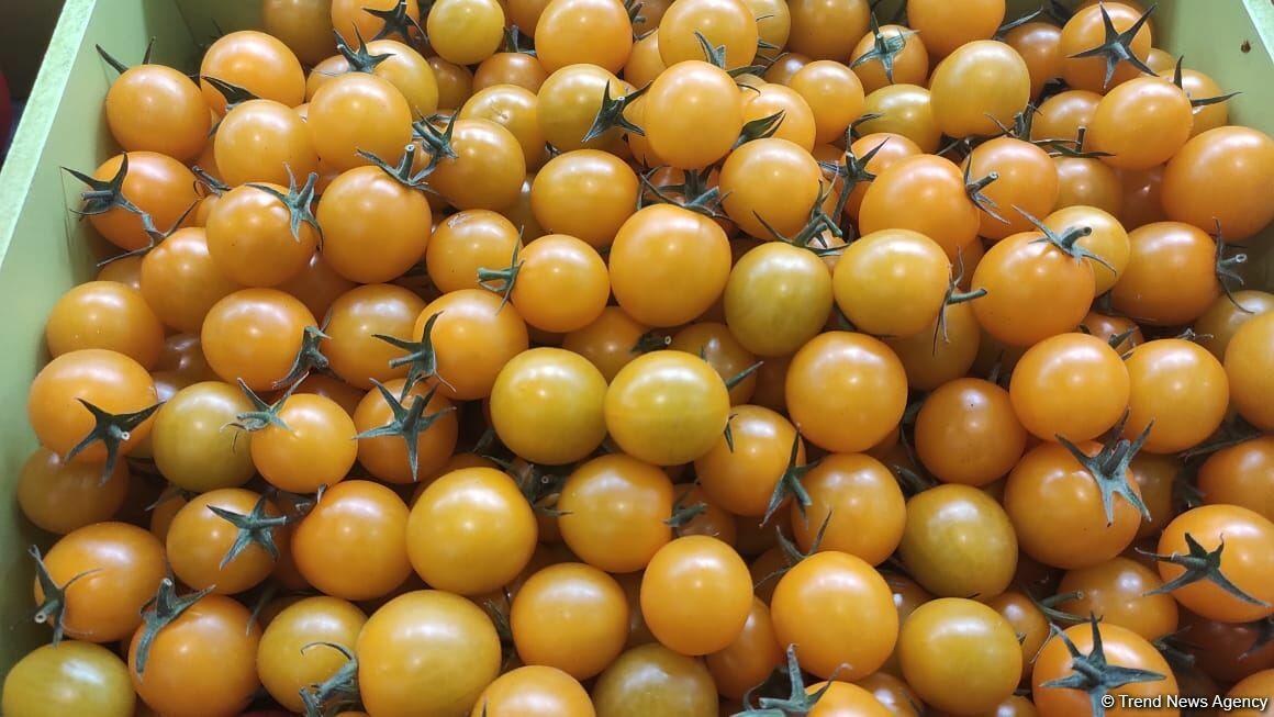 В Баку открылись выставки Caspian Agro и InterFood Azerbaijan-2021